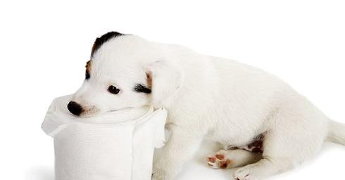 What is the situation of puppy gum increase? How to deal with it?