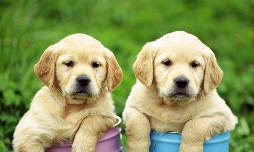 What's wrong with Labrador puppy indigestion?