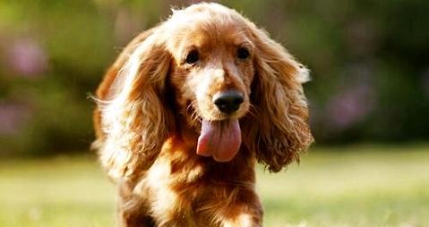 What kind of dog food does cocker spaniel eat? Cocker dog breeding