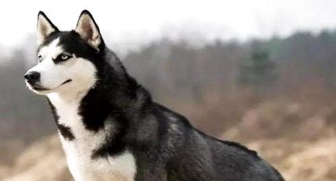 What kind of dog food does Husky eat? What huskies eat grows fast?
