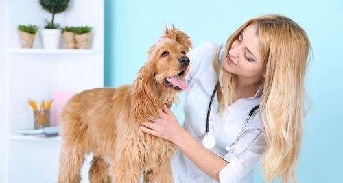What kinds of dog skin diseases are there?