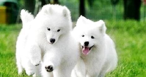 What method can Samoyed have to remove tears?