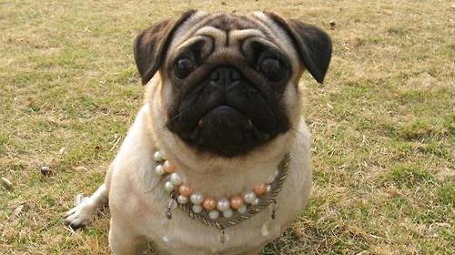What problems should pug dog diarrhea pay attention to?
