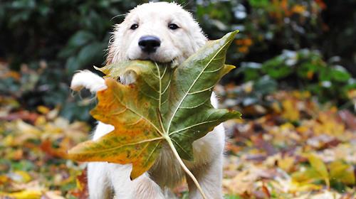 What problems should puppies pay attention to?