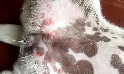 What should I do if my dog has eczema? How to treat eczema in dogs?
