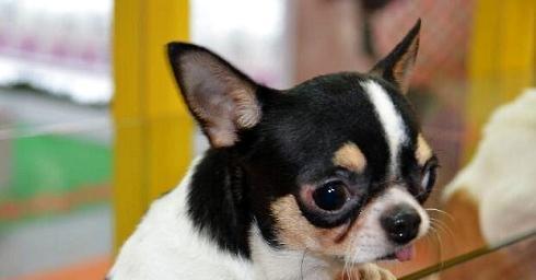 What should I pay attention to when feeding Chihuahuas?