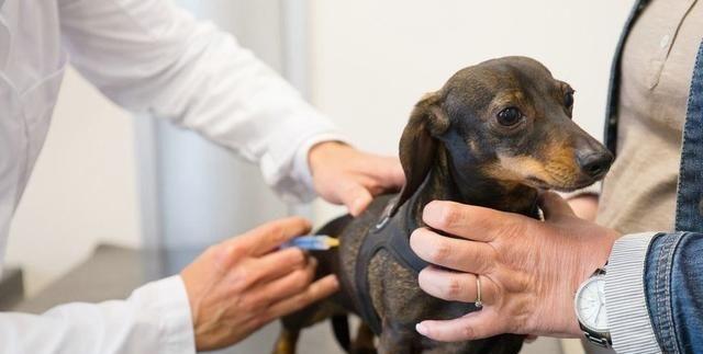 What vaccines do dogs need to be vaccinated from birth?