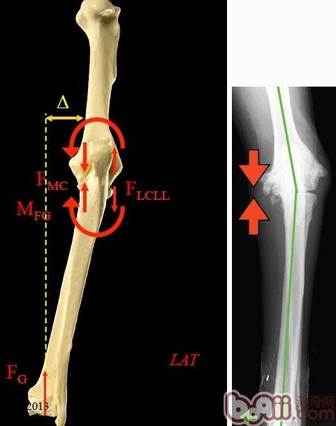 Which dog's elbow joint is better? -dog elbow dysplasia