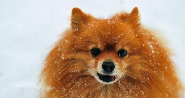 Which dogs are susceptible to diseases in winter?
