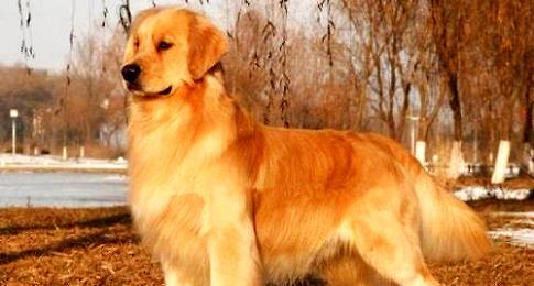 Which is better, Labrador Golden Retriever? The difference between Labrador Golden Retriever