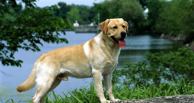 Which kind of hair or Labrador is suitable for domestic use?