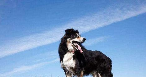 Which skin diseases are easier for border collies to get?