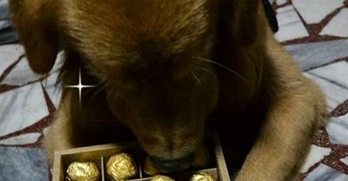 Why can't dogs eat chocolate?