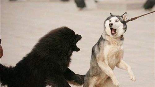 Why do Tibetan mastiffs fight so hard?