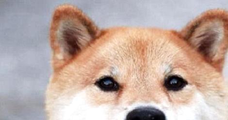 Why is Shiba Inu's hair not long, but it loses so much?