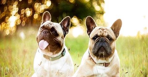 Why is the price of French Bulldogs so high?