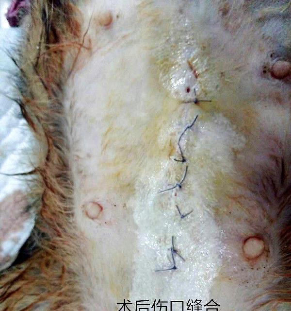 Wound treatment of several cases in dogs
