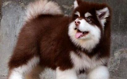 You should pay attention if you want to buy "Alaskan" dog.